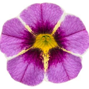 Calibrachoa (Proven Winners)